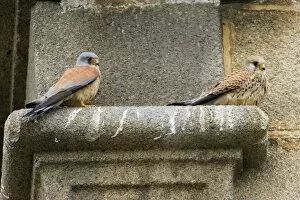 Lesser Kestrel - pair resting on church masonry