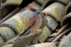 Images Dated 27th March 2007: Lesser Kestrel - Pair on rooftop - Spain - IUCN Vulnerable - Nests under old tiles on rooftops of