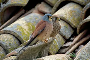 Images Dated 27th March 2007: Lesser Kestrel - Pair on rooftop - Spain - IUCN Vulnerable - Nests under old tiles on rooftops of