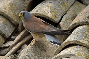 Images Dated 27th March 2007: Lesser Kestrel - On rooftop. Spain - IUCN Vulnerable - Nests under old tiles on rooftops of