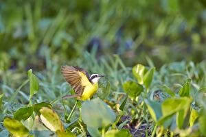 Images Dated 10th October 2014: Lesser Kiskadee adult Pantanal area Mato Grosso