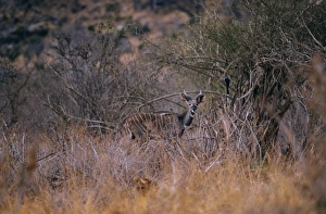 Camouflage Feature Collection: Lesser Kudu