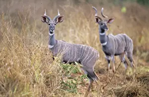 Kudus Prints: Lesser Kudu - two animals in long grass - Kenya JFL03180