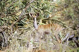 Lesser Kudu - camouflaged in vegetation - Kenya JFL04590