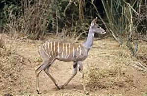 Kudus Prints: Lesser Kudu - Kenya JFL04591