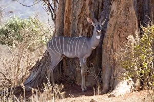 Sheltering Collection: Lesser kudu - in Ngulia Rhino Sanctuary Tsavo West National Park, Kenya, East Africa