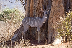 Sheltering Collection: Lesser kudu - in Ngulia Rhino Sanctuary Tsavo West National Park, Kenya, East Africa