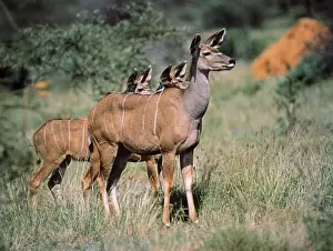 Kudus Prints: Lesser Kudu Samburu National Park, Kenya, Africa
