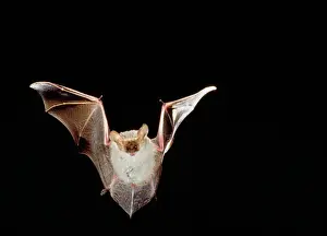 Night Prints: Lesser Long-eared Bat Australia Fm: Vespertelionidae