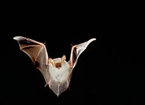 Lesser long-eared Bat - in flight