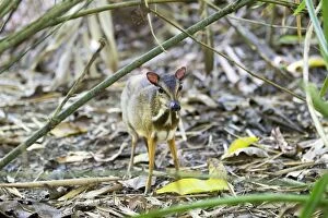 Lesser Mouse-deer / Kanchil / Lesser Malay Chevrotain