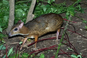 Deer Collection: Lesser Mouse Deer - Found in primary and secondary forests of southeast Asia