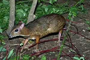 Deer Prints: Lesser Mouse Deer - Found in primary and secondary forests of southeast Asia