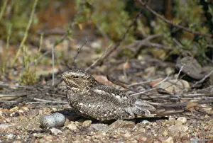 Lesser Nighthawk - and eggs