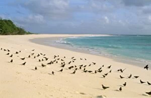 Images Dated 12th March 2007: Lesser Noddy Tern Bird Island, Seychelles