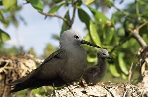 Images Dated 12th March 2007: Lesser Noddy Tern - with young