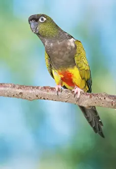 Parrots Prints: Lesser Patagonian Conure Argentina