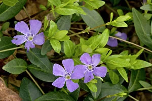 Lesser periwinkle in old woodland