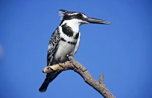 Lesser Pied KINGFISHER - on branch