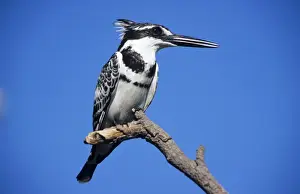 Lesser Pied Kingfisher - resting