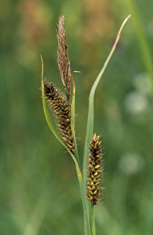 Images Dated 23rd September 2008: Lesser Pond Sedge