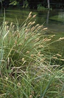 Images Dated 23rd September 2008: Lesser Pond Sedge - by river