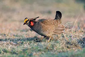 Chicken Prints: Lesser Prairie-chicken - male on display ground