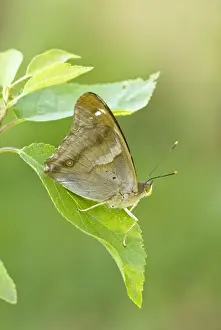 Hungary Prints: Lesser Purple Emperor - Bukk National Park - Hungary
