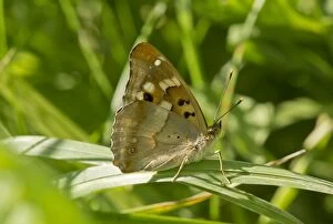 Images Dated 12th June 2014: Lesser Purple Emperor Butterfly male Romania