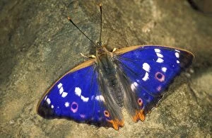 Lesser Purple Emperor BUTTERFLY - showing false eyes on wings
