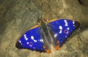 Emperor Prints: Lesser Purple Emperor Butterfly USH 339 Apatura ilia © Duncan Usher / ardea. com