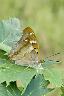 Emperors Prints: Lesser purple emperor Underside, resting on leaf Bukk National Park Hungary