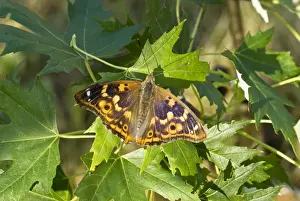 Hungary Prints: Lesser purple emperor Upperside, resting on leaves Bukk National Park Hungary