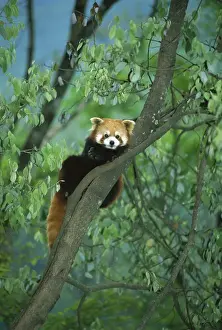 Lesser / Red panda - In tree, Wolong Reserve - Sichuan, China JPF38207