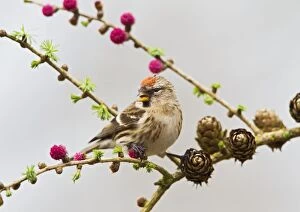 Images Dated 26th March 2011: Lesser Redpoll - female feeding on Larch