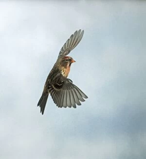 Lesser Redpoll - male, in flight
