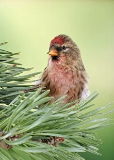 Lesser Redpoll - Male on pine