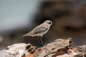 Lesser Sand Plover / Lesser Sandplover / Mongolian Dotterel - in winter plumage Lesser Sand Plover / Lesser Sandplover / Mongolian Dotterel - in winter plumage