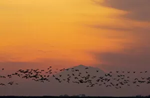 Flocks Gallery: Lesser Sandhill Cranes - in flight - to roost at sunset - with Mount Diablo beyond