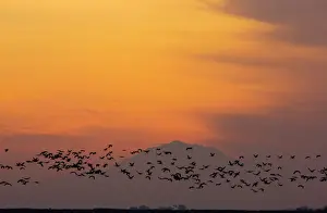 Cranes Prints: Lesser Sandhill Cranes - in flight - to roost at sunset - with Mount Diablo beyond