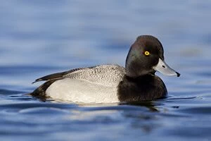 Images Dated 1st March 2007: Lesser Scaup