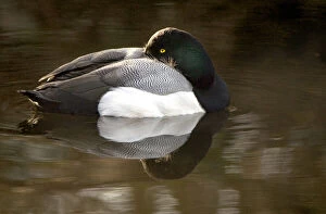 Affinis Gallery: Lesser Scaup, Aythya affinis, Stanley Park
