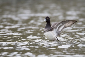Images Dated 21st February 2012: Lesser Scaup - drake flapping wings - winter - Cornwall - UK