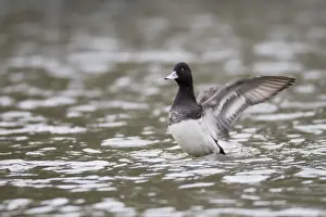 Diving Ducks Prints: Lesser Scaup - drake flapping wings - winter - Cornwall - UK