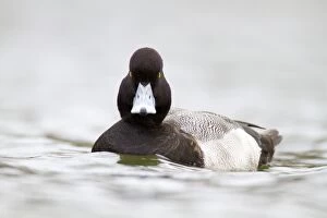 Images Dated 21st February 2012: Lesser Scaup - drake - winter - Cornwall - UK