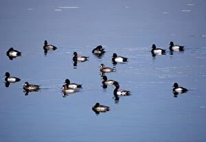Aythya Gallery: Lesser Scaup Duck - group