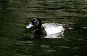 Affinis Gallery: Lesser Scaup Duck - male
