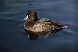 Scaup Prints: Lesser Scaup - female