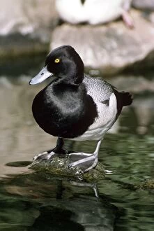 Affinis Gallery: Lesser Scaup - male
