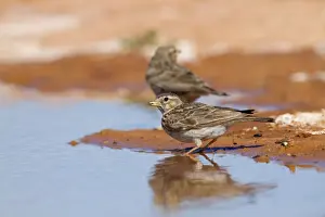Larks Prints: Lesser Short Toed Lark - at pool - Spain